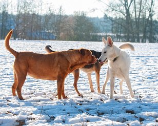 Busjop_sneeuw_20141228_195